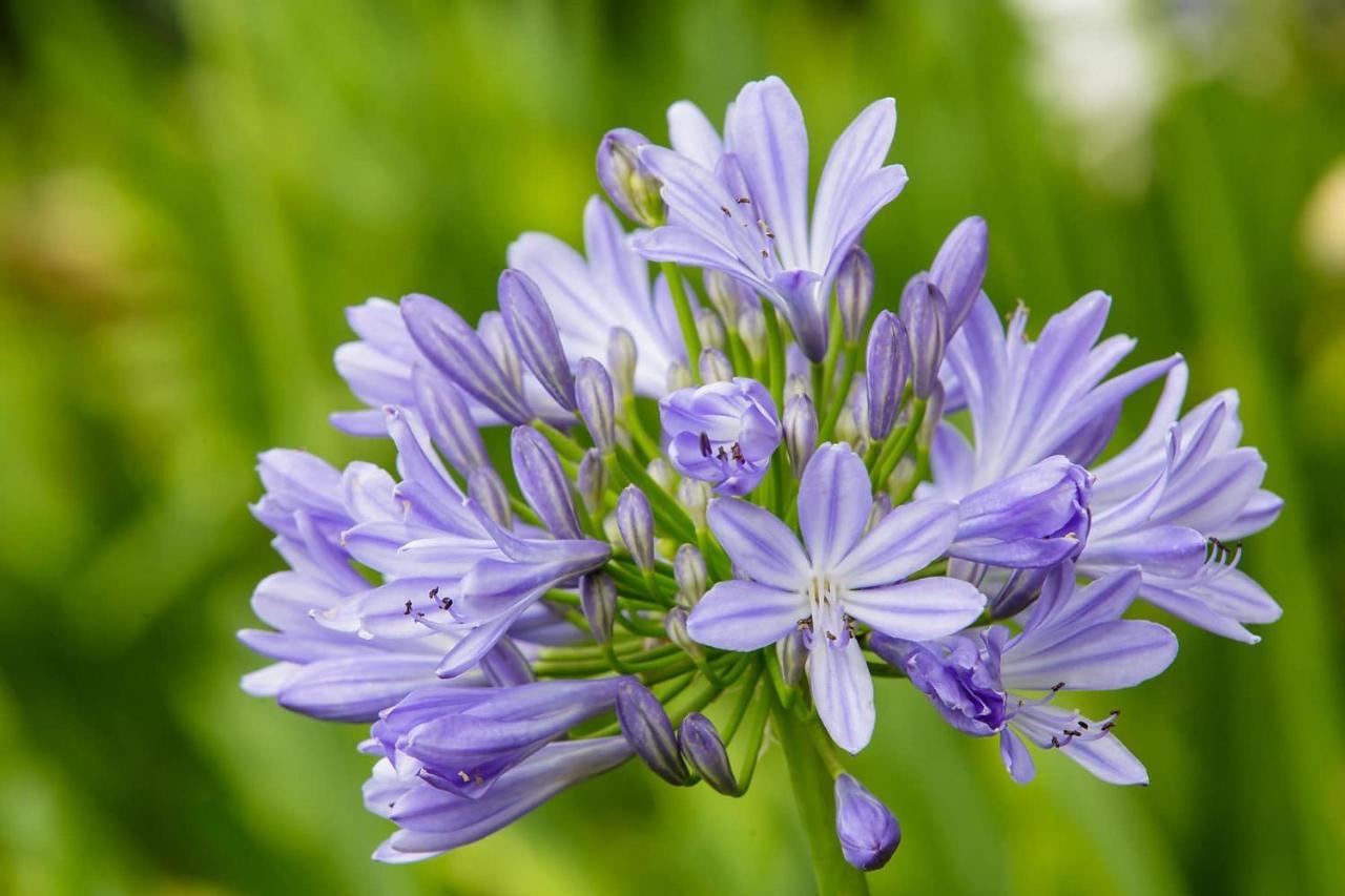 לינה וארוחת בוקר Matjiesrivier  Blue Lily Retreat מראה חיצוני תמונה